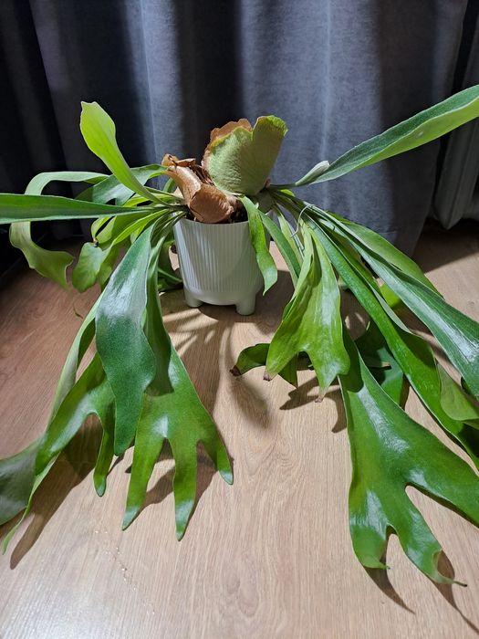 Платицеріум Platycerium