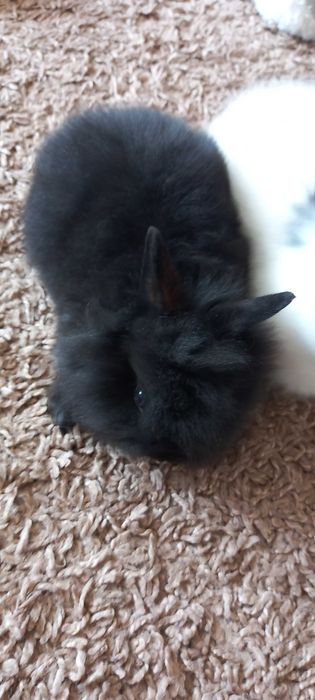 Kroliczek karzełłek dlugowlosy