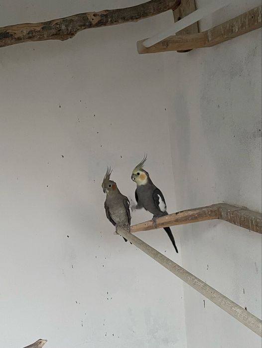 Casais de Caturras
