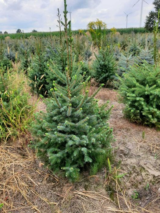 ŚWIERK SERBSKI 120-150cm formowany w jucie do ogrodu