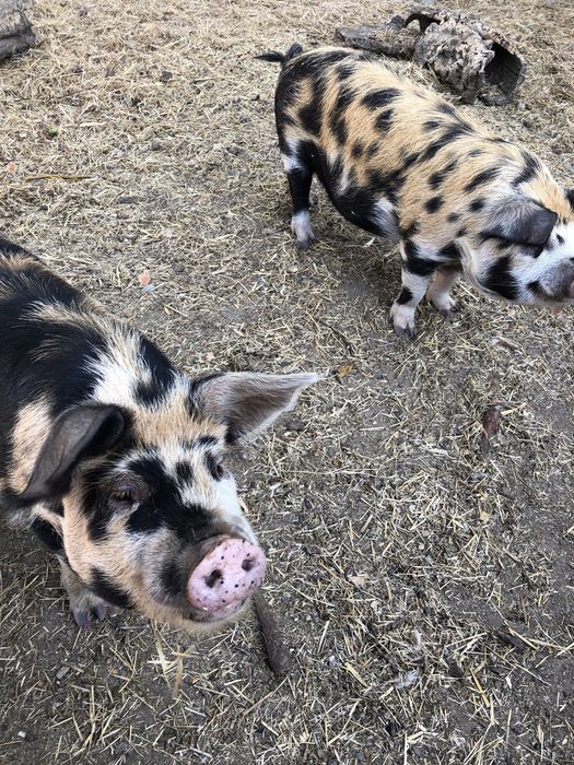 porcos Kune Kune