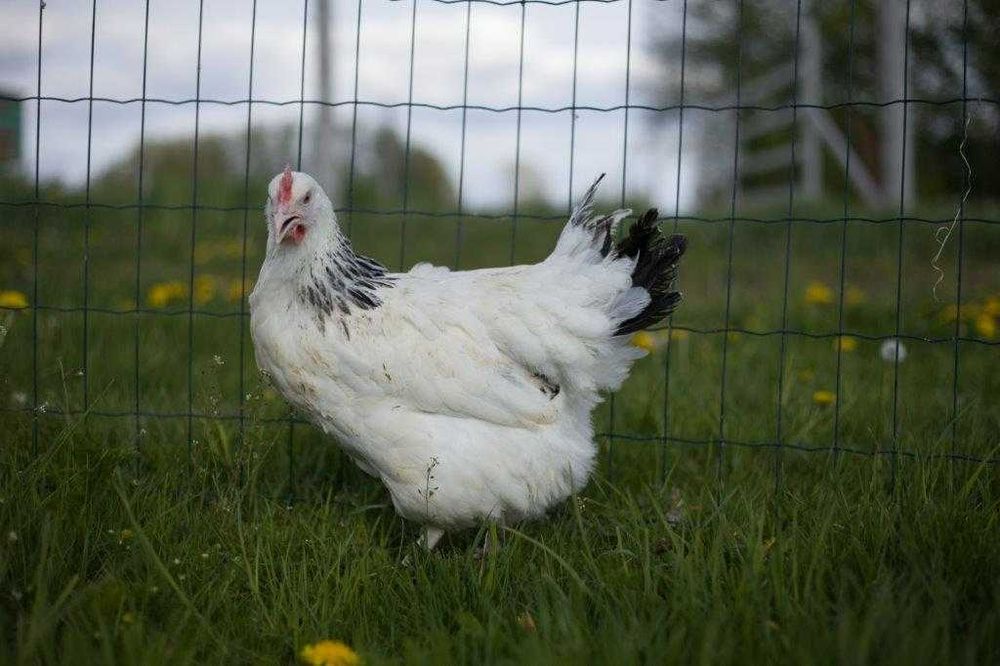 Kury nioski odchowane Rosa kolor dowóz gratis