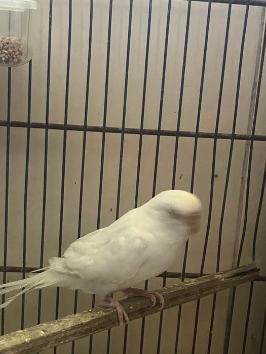 Periquita fêmea albina