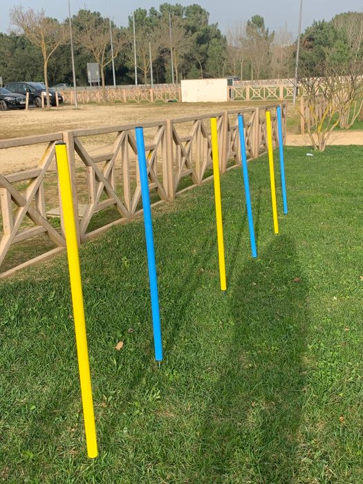 Obstáculos treino de animais cão