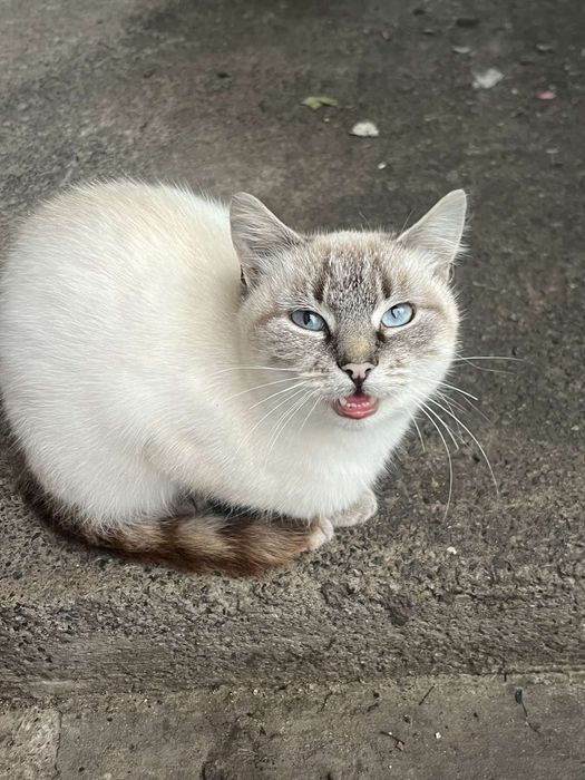 Котики,кошеня терміново