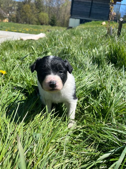 Border collie- suczka