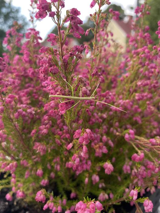 Patyczaki rogate młode