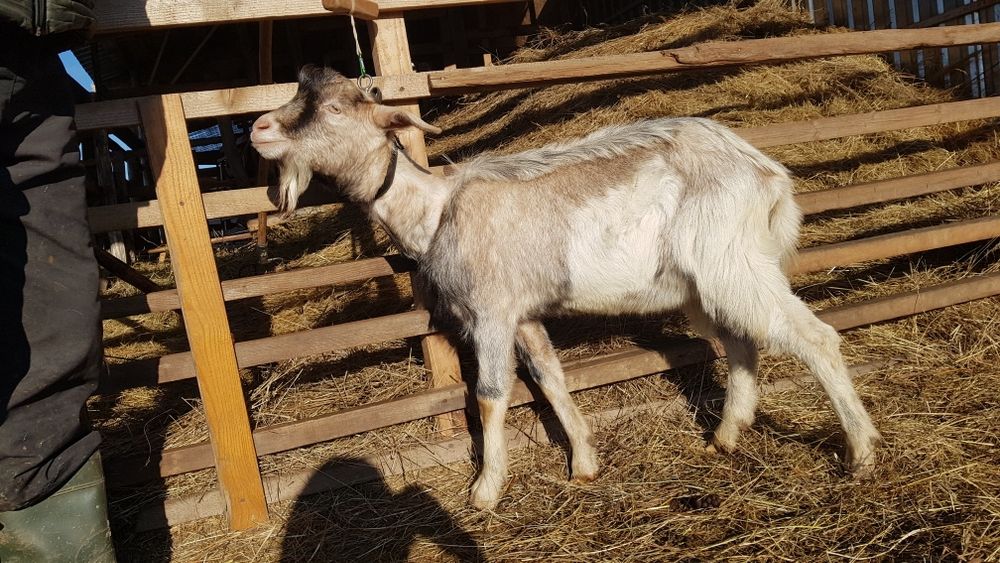 Продам цапа (козлик) 11 місяців