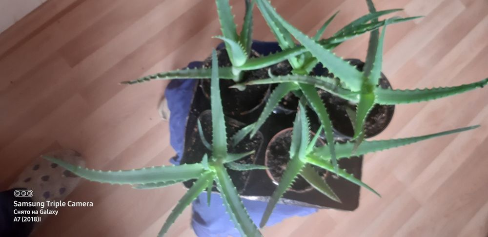Продам алое древовидное