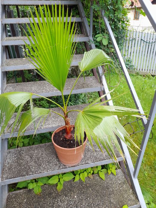 PalmaWashingtonia Robusta
