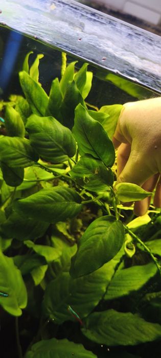 Anubias barteri mega porcja