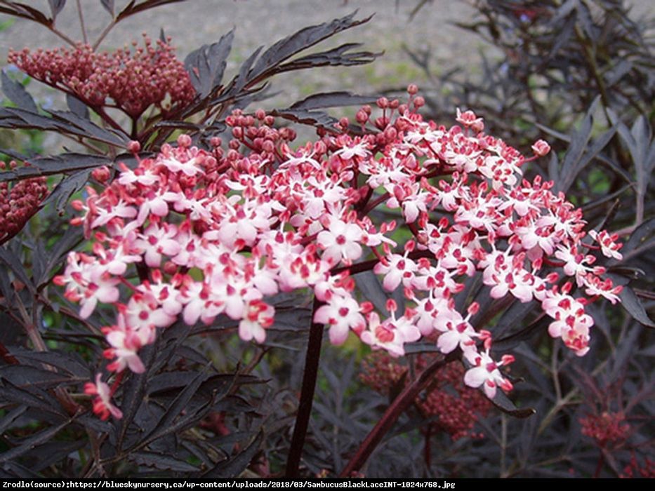 Bez czarny Black Lace Sambucus nigra 'Black Lace'