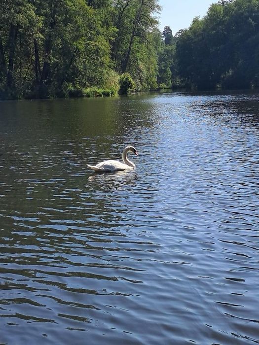 Ексклюзив! Ділянка землі Пуща-Водиця