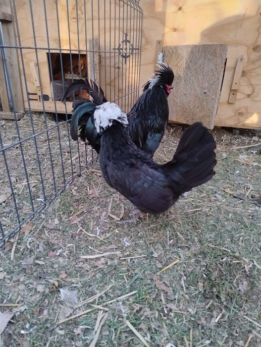 Jaja lęgowe silka ayam cemani blałoczub