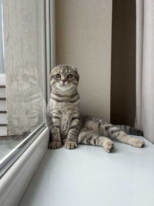 Висловухий муркотливий шотландець кошеня хлопчик scottish fold