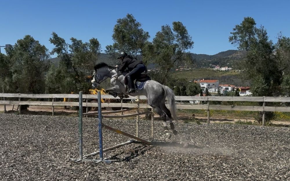 Cavalo obstaculos
