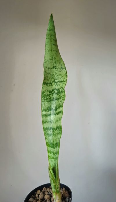 Sansevieria aubrytiana