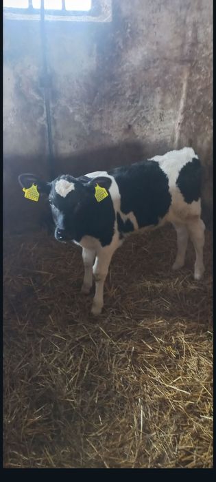 Byczek biało czarny