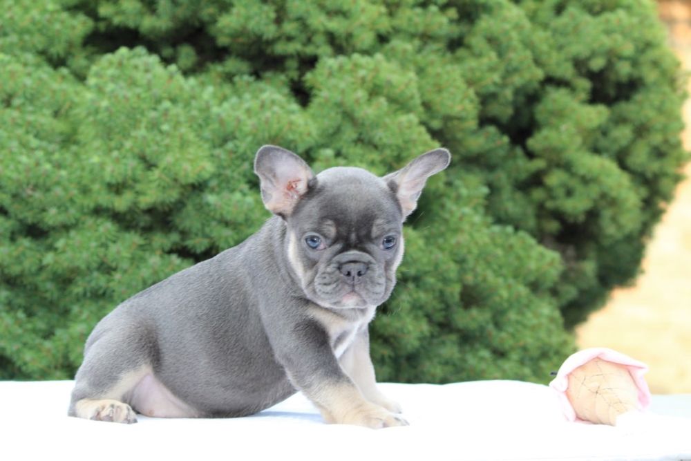 Щенки французкого бульдога