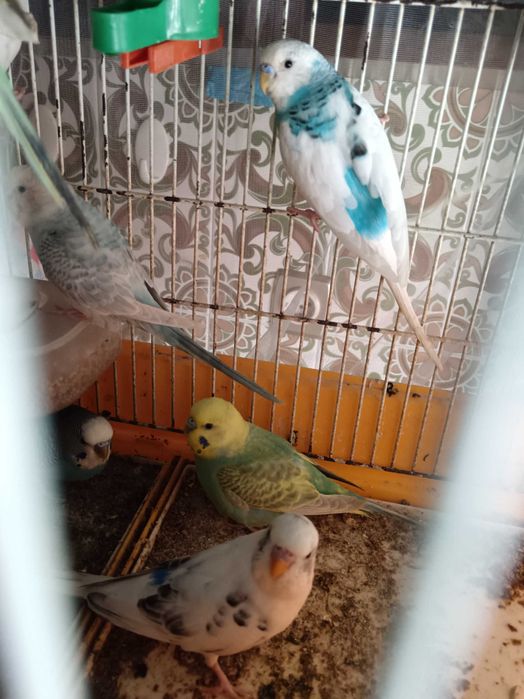 Piriquitos com cerca de um ano para venda