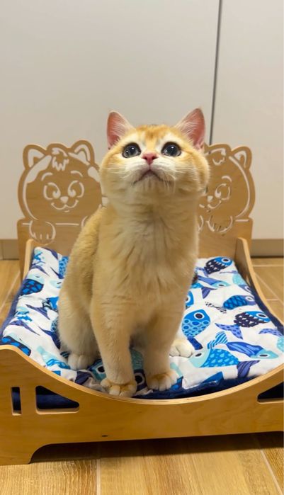 Лагідний грайливий мурчун