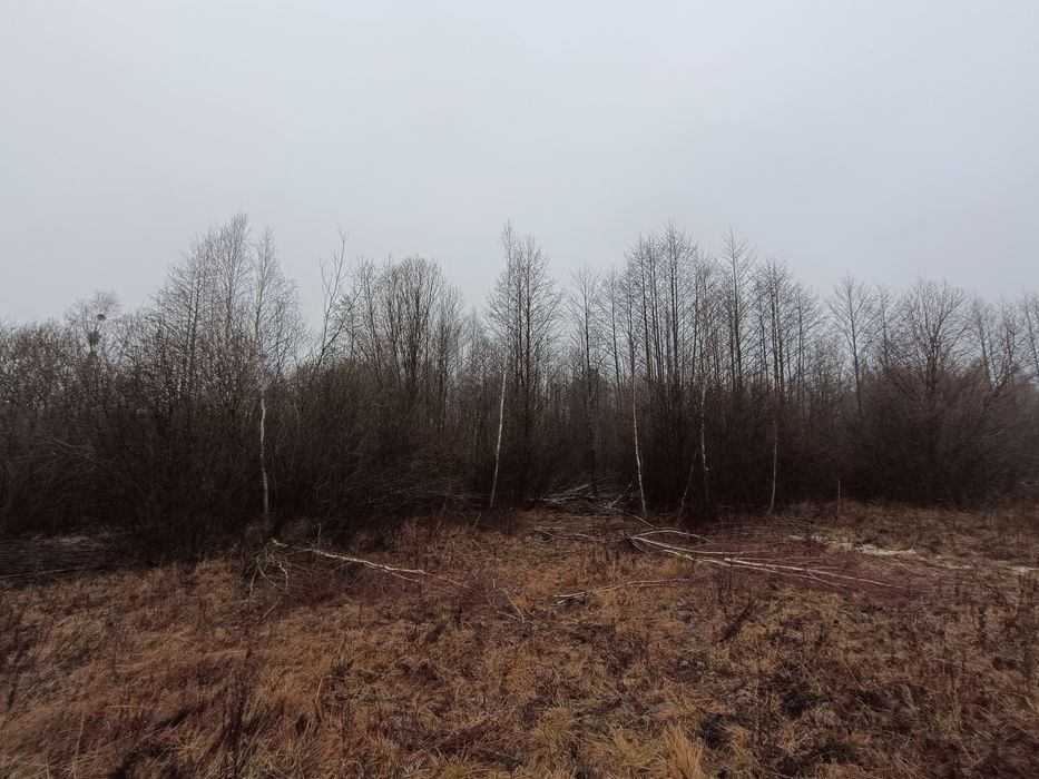 Oddam gałęzie, gałęziówka. za darmo!