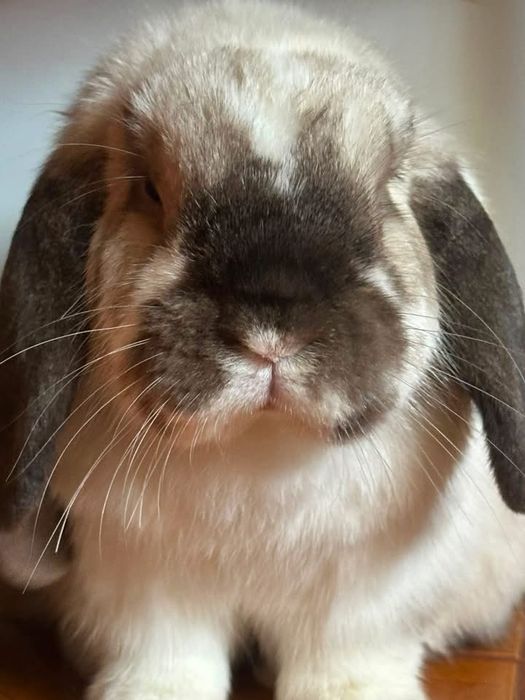króliki mini lop