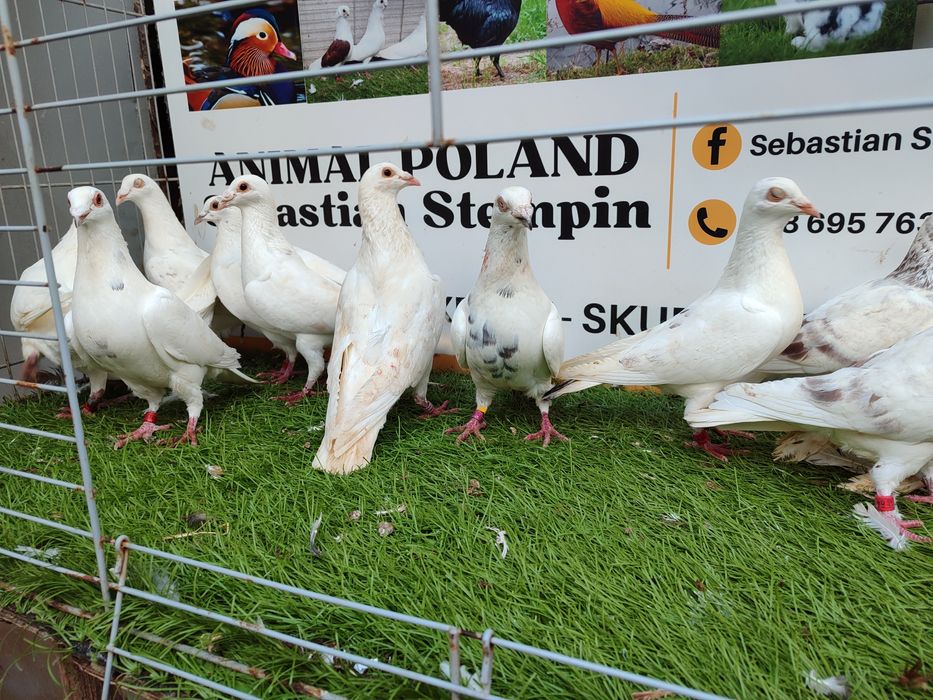 Gołębie. Pocztowe. Pocztowy biały. Możliwy transport
