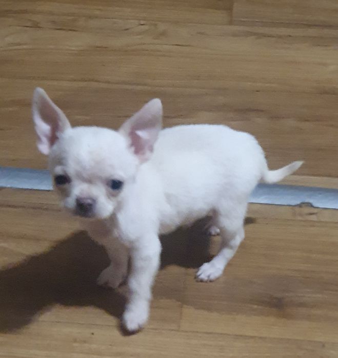 Щенки чихуахуа КСУ