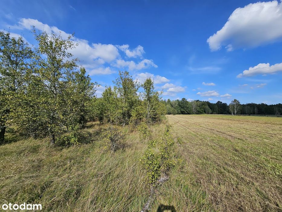 Własne Miejsce W Puszczy Białowieskiej–Cisza, Natura I Off-Grid 0,56Ha