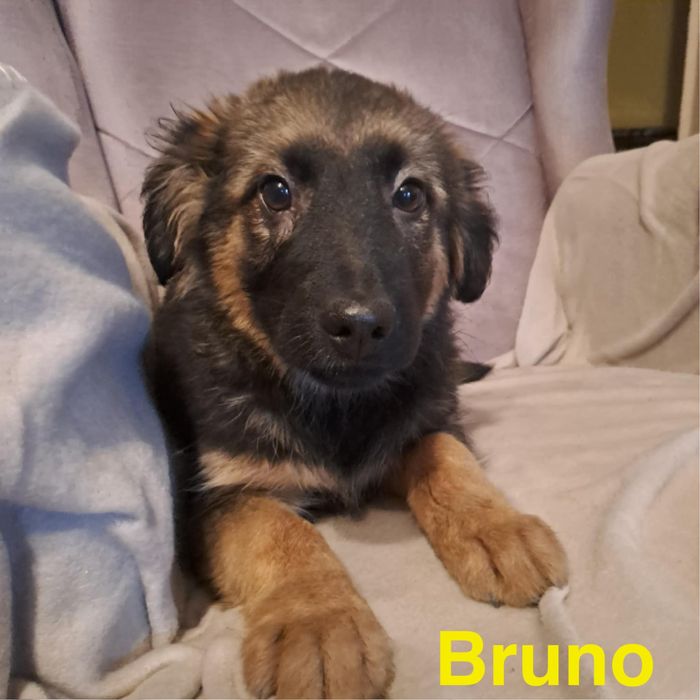 Szczeniaki szukają domków