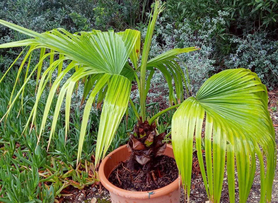 Palmeiras de leque da china, Livistona chinensis