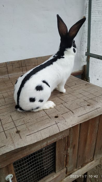 Строкач.На плем'я.