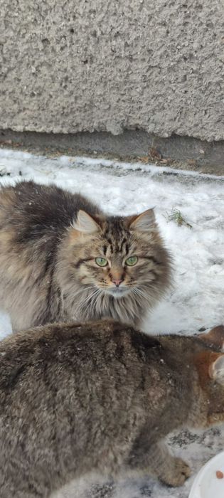 Кошенята в добрі руки