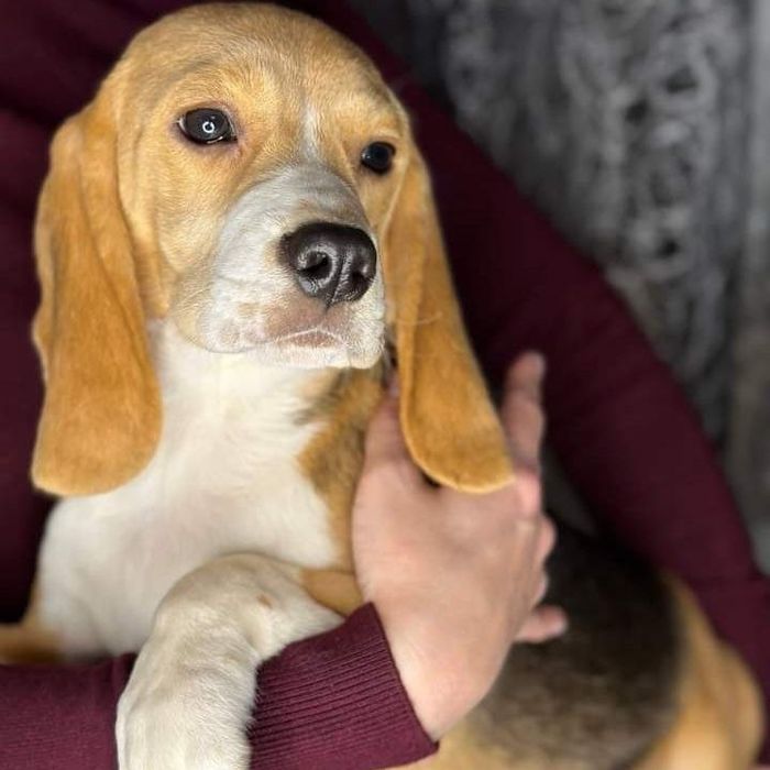 Бигль девочка взрослая.