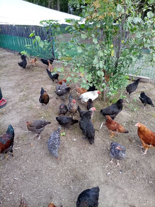 Kury nioski, Australopy, cemani