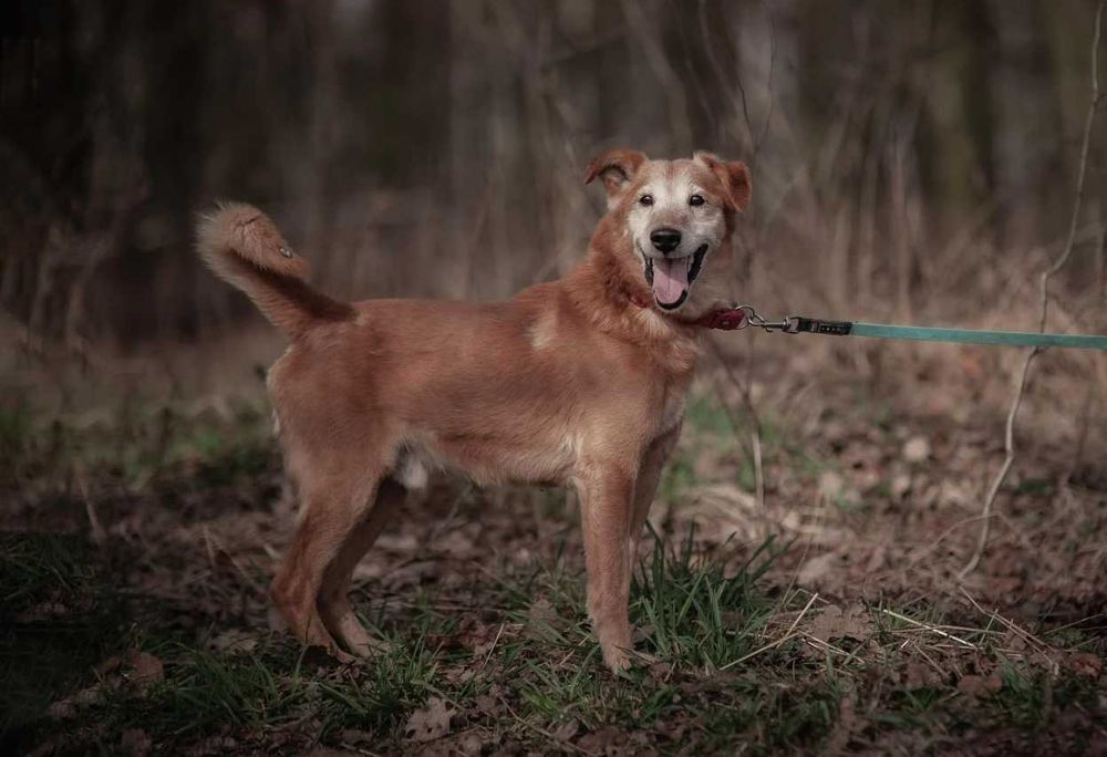 Winnie - wesoły odkrywca poleca się do adopcji.