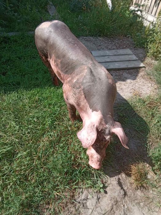 Продам хряка породи Петрен(лисий). Ціна 100грн/кг.