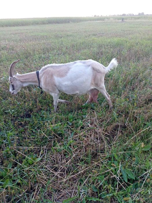 Козы породы Ламанча