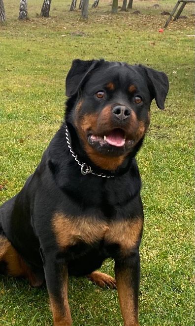 Rottweiler Suczka FCI