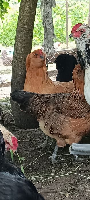 Куры Амераукан семья , продам