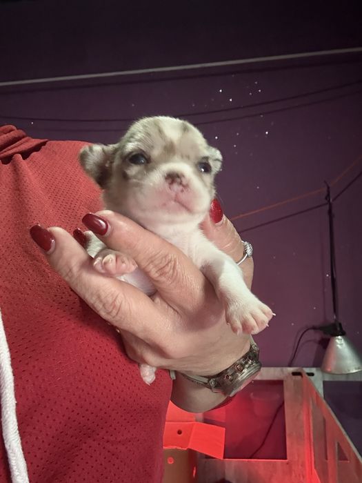 Menina  Chihuahua  lindissima “ de bolsa.