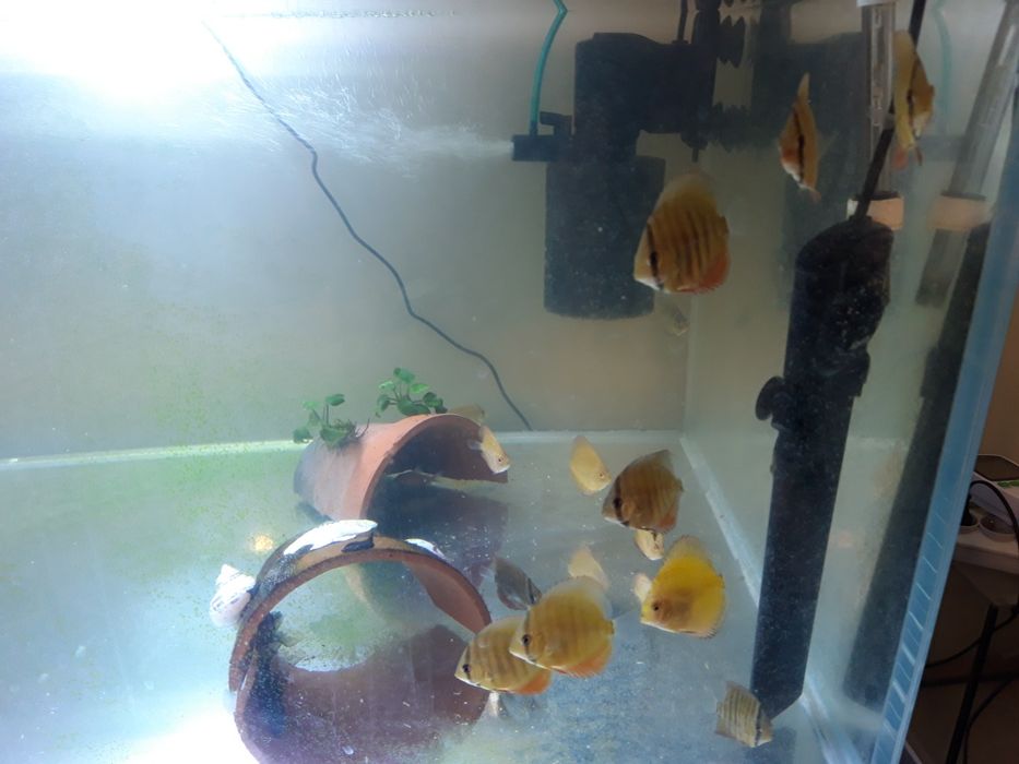 Akwarium 243 L optiwhite  aquael