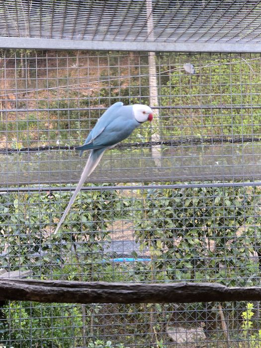 Lote ring necks para cedência