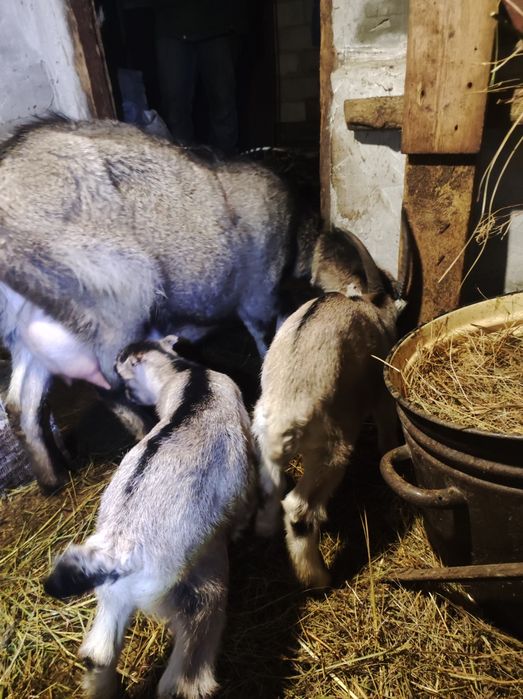 Продам козу ,первістку,ламанч