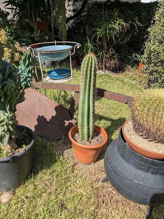 Cato Cereus com 65cm em Vaso de Barro