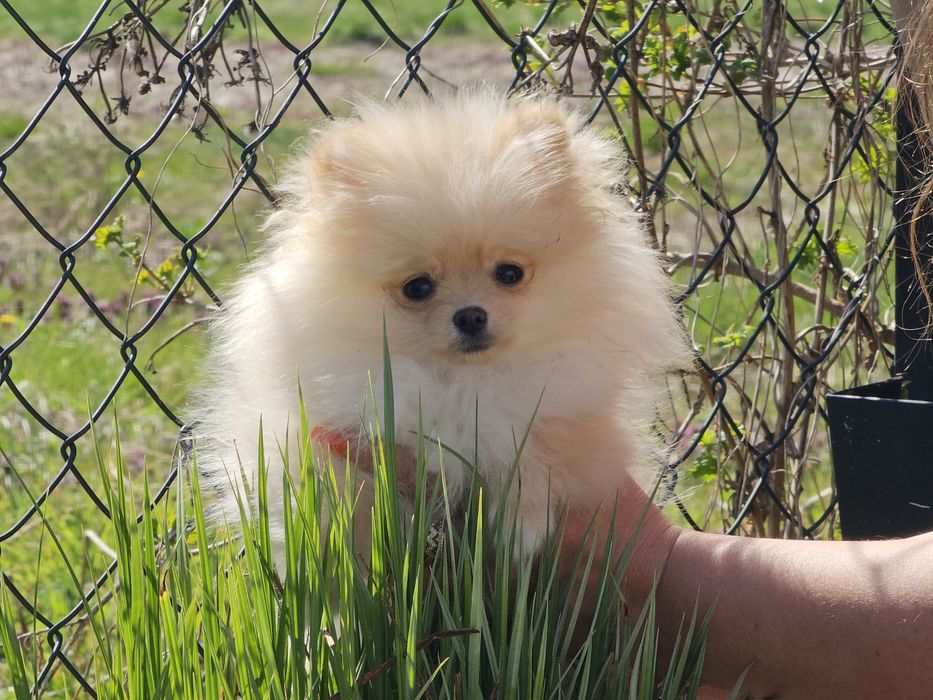 Piekna suczka Pomerania