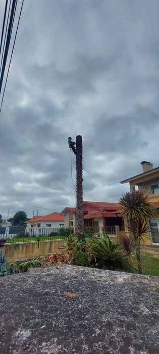 Corte, Abate e Limpeza de Árvores de Grande Porte e Palmeiras | Arborismo | Aveiro, Coimbra e Viseu