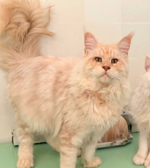 Gatinho Maine Coon bebé