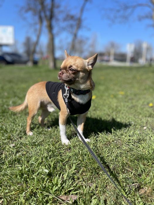 Чихуахуа ,кабель,вязка